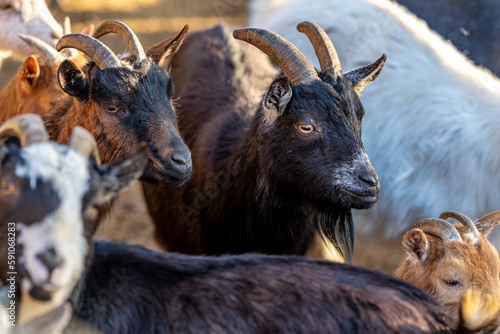 Fototapeta Naklejka Na Ścianę i Meble -  flock of sheep goats and rams