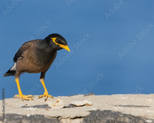 Myna black bird standing on rocky surface with blue sky background