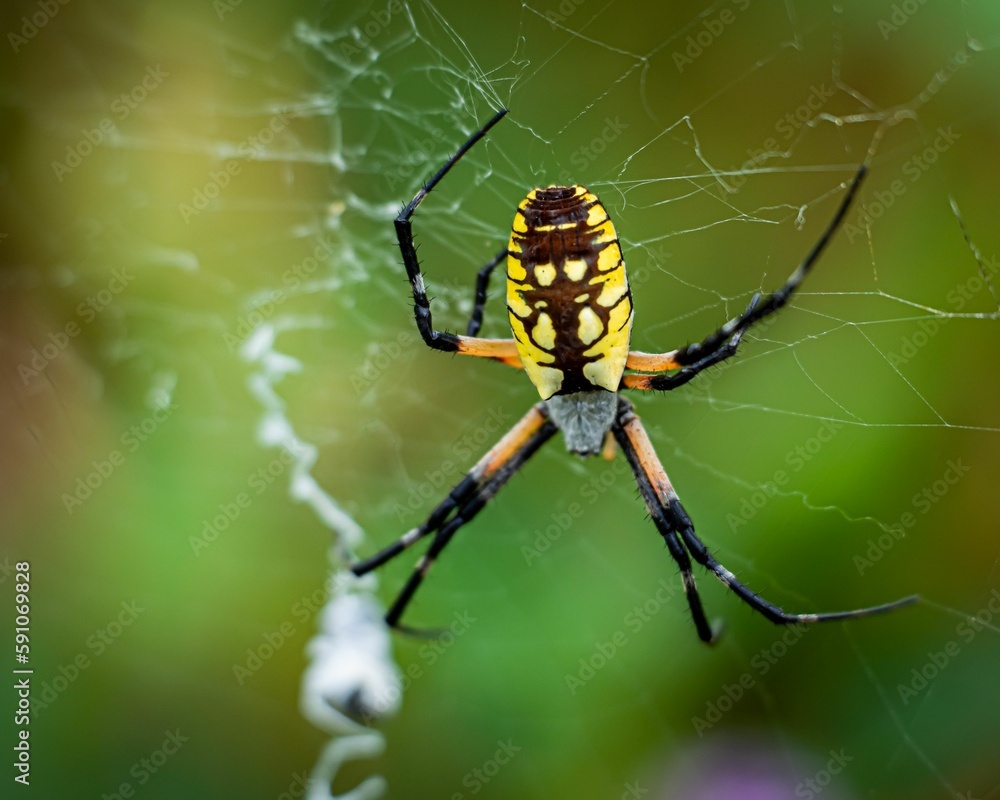 Closeup of a spooky wasp spider crawling on a spider web Closeup of a spooky wasp spider crawling on a spider web