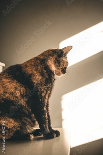 Vertical shot of a sad Tortoiseshell sitting at home with shadow on the wall