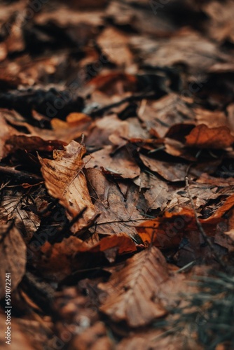 Vertical shot of the fallen leaves