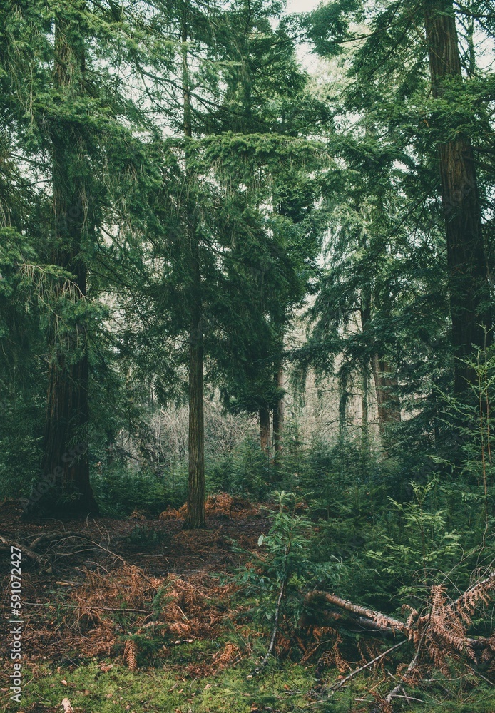 Fototapeta premium Vertical shot of the pine trees in the forest