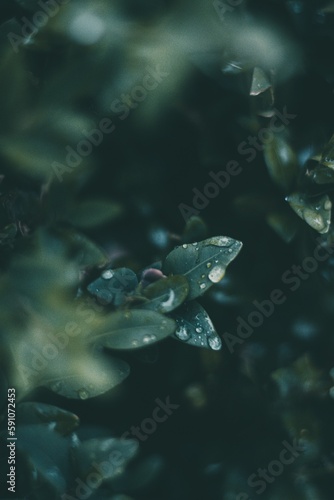 Vertical shot of the water drops on green leaves after rain