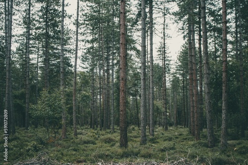 Fototapeta Naklejka Na Ścianę i Meble -  Beautiful pine forest on a gloomy day