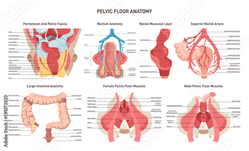 Pelvic floor anatomy. Rectum and colone blood supply, muscular photo