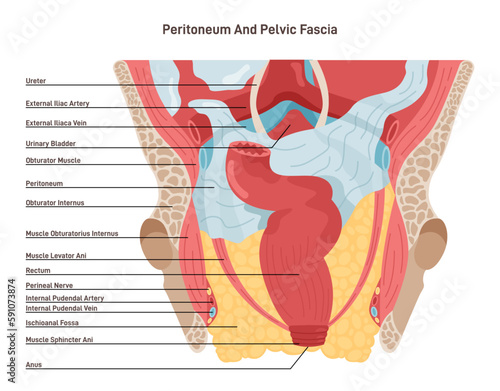 Peritoneum and pelvic fascia. Blood supply and muscular strucutre