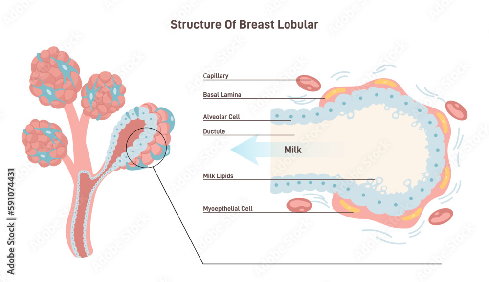 Anatomy of the female breast. Mammary gland duct and lobule structure - obrazy, fototapety, plakaty 