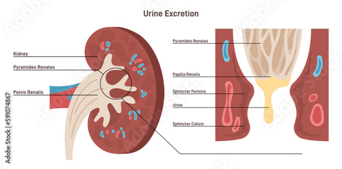 Excretion process. Urinary system function. Kidney cross section
