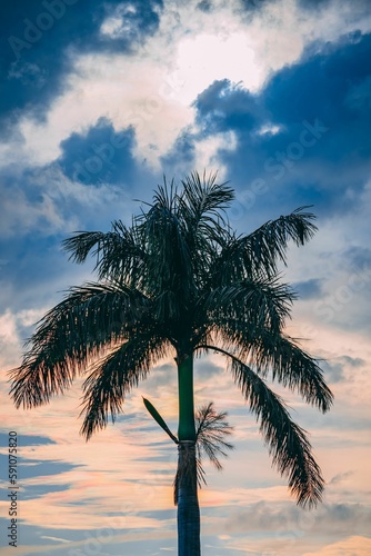 Vertical shot of a palm tree at a dreamy sunset
