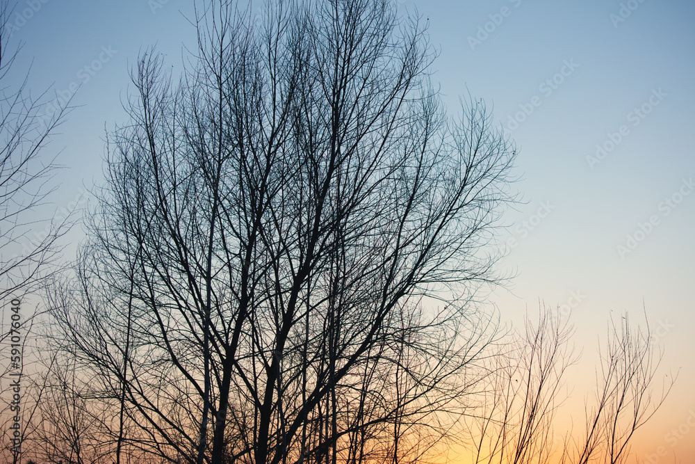 Bare tree branches at sunset. Nature background. Bare tree branches at sunset. Nature background.