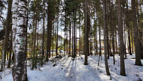 Trunk of pine trees in the forest with snow, sun, shadows in the foreground, the houses of village or town in the background on a sunny spring day © keleny