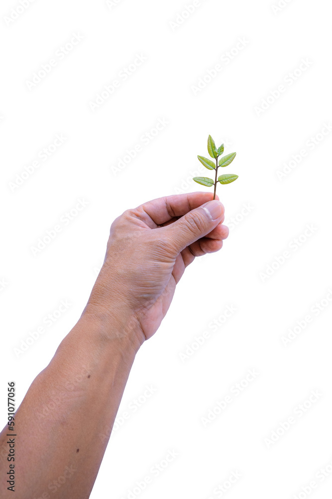 litchi sprouts and leaves in hand isolated on white background litchi sprouts and leaves in hand isolated on white background