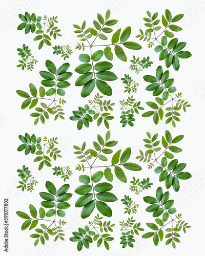 pattern of litchi sprouts and leaves isolated on white background