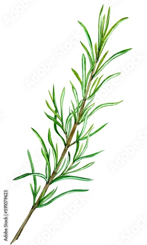 Rosemary on a white background. Watercolor illustrations of spices  herbs for cooking. Green twig with small leaves in botanical style. For decoration of dishes  packaging in Provence style.