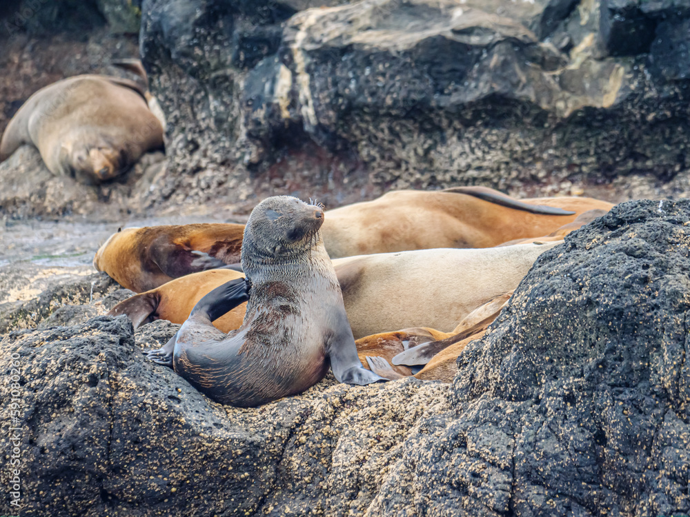 Fototapeta premium Curled Fur Seal