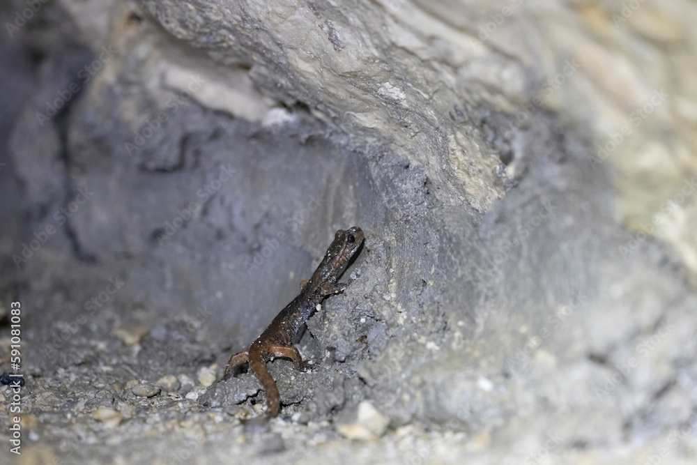 The Italian cave salamander (Speleomantes italicus) is a species of salamander in the family Plethodontidae. Endemic to Italy. The Italian cave salamander (Speleomantes italicus) is a species of salamander in the family Plethodontidae. Endemic to Italy.