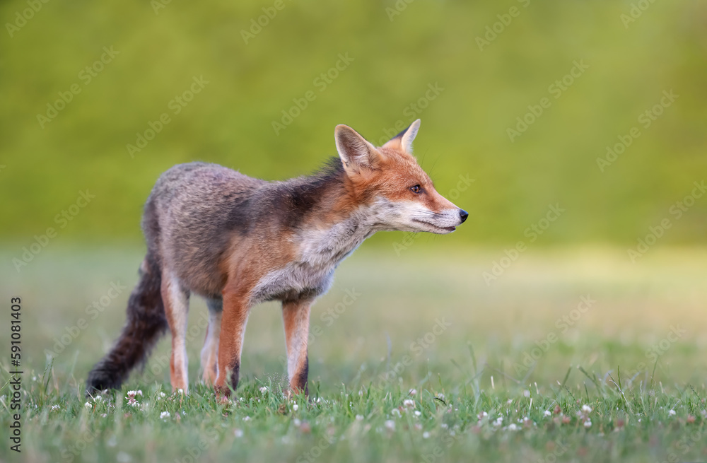 Red fox in a meadow in spring Red fox in a meadow in spring