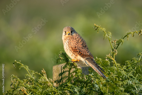 Photography Common kestrel perched on a post in summer