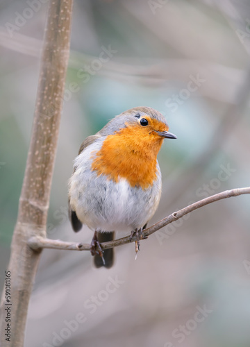 Close up of a perched European Robin