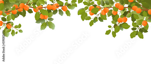 Tree branches apricot with ripe fruits on top of picture frame. Garden plant with edible harvest. Branch with foliage and leaves. Isolated on white background. Vector