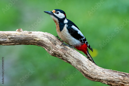 Buntspecht (Dendrocopos major)