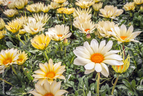 Flowering yellow hearted white Cape marguerite plants from close. The photo was taken in a Dutch plant nursery.