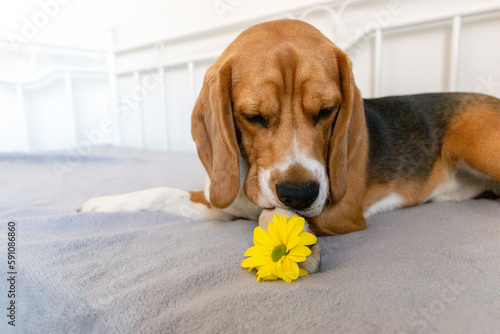 Portrait of a young beagle dog sniffing the yellow spring flower