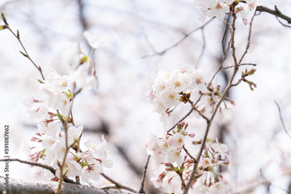 Obraz premium 桜