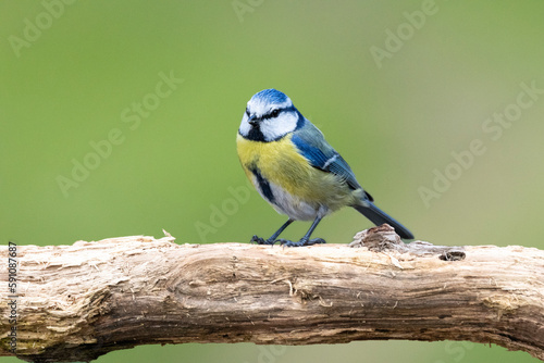 Blaumeise (Cyanistes caeruleu)