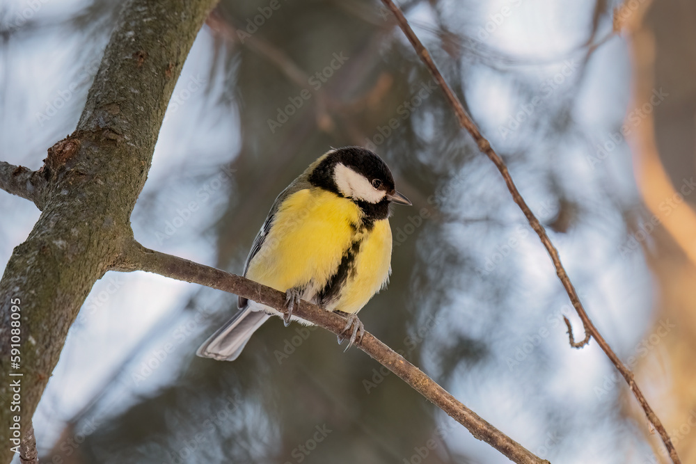 titmouse sitting on the tree titmouse sitting on the tree