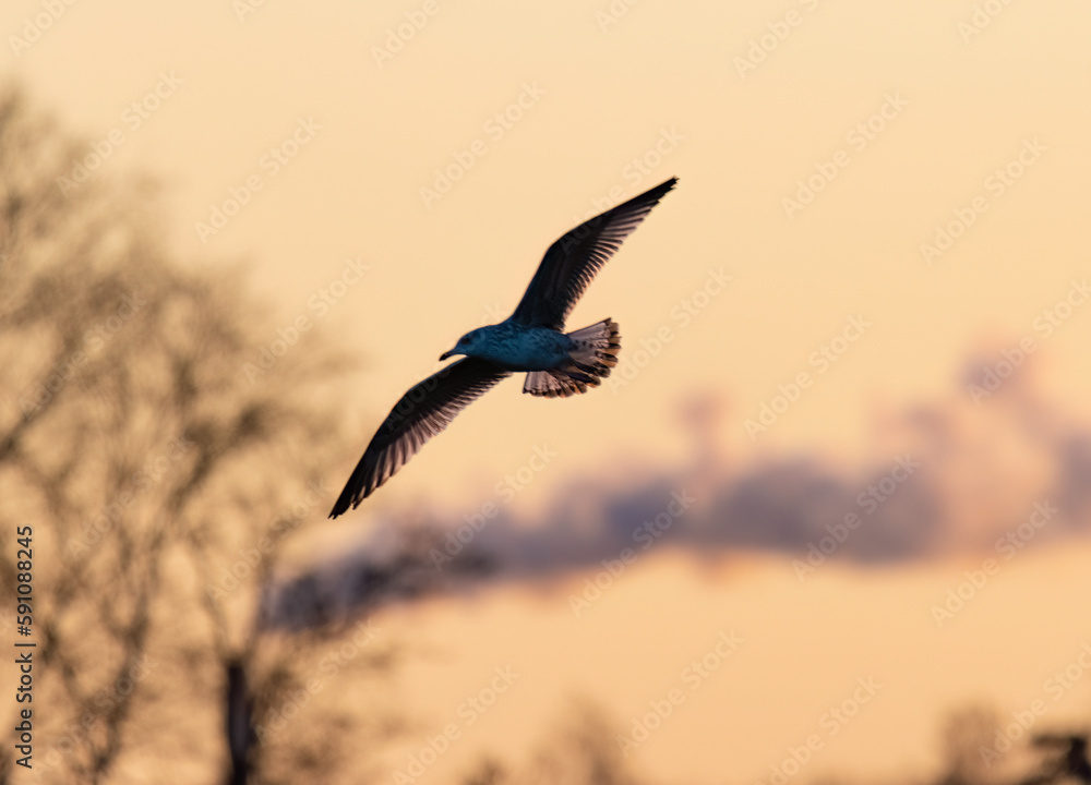 Fototapeta premium seagull flying in the sky with the sun setting behind it