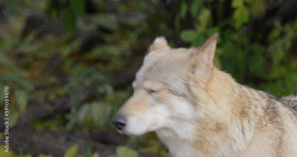 Wolf Canis Lupus Also Known As The Gray Wolf Is The Largest Extant Wolf Canis Lupus Also Known As The Gray Wolf Is The Largest Extant