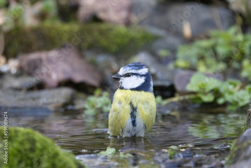 Blaumeise (Cyanistes caeruleu)