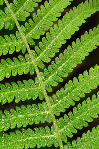 Fresh leaf of a bracken fern with water drops