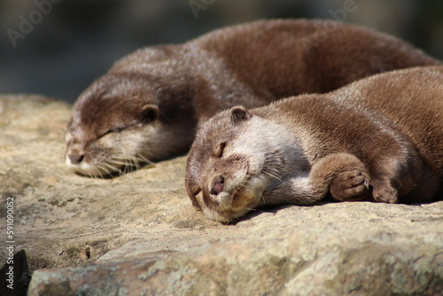 Sleeping otters - macro - portrait