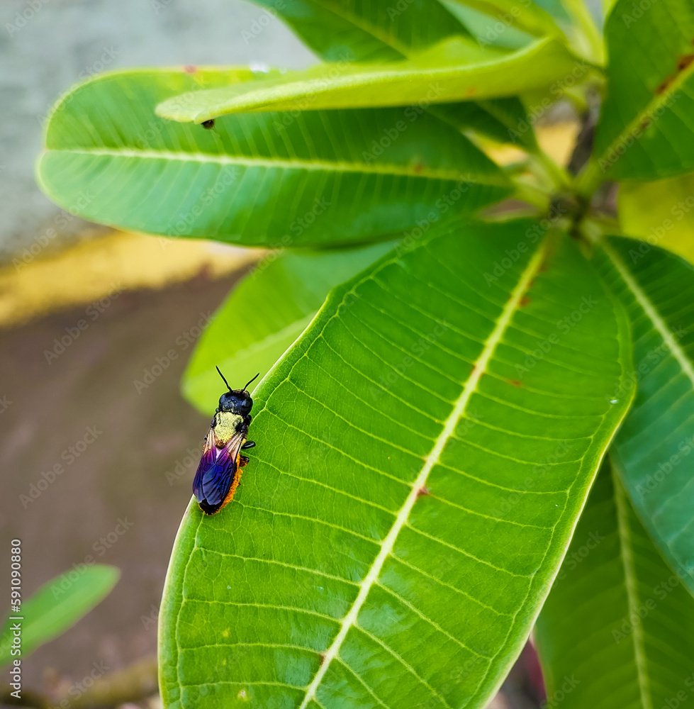 Insect sitting on green leaves plant growing in garden, nature photography, natural gardening background, small bugs damaging crop