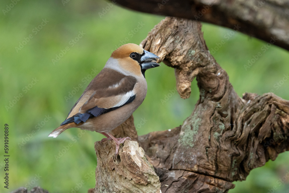Kernbeißer (Coccothraustes coccothraustes) Kernbeißer (Coccothraustes coccothraustes)