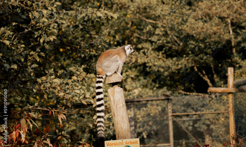 Obraz premium Lemur / Katta