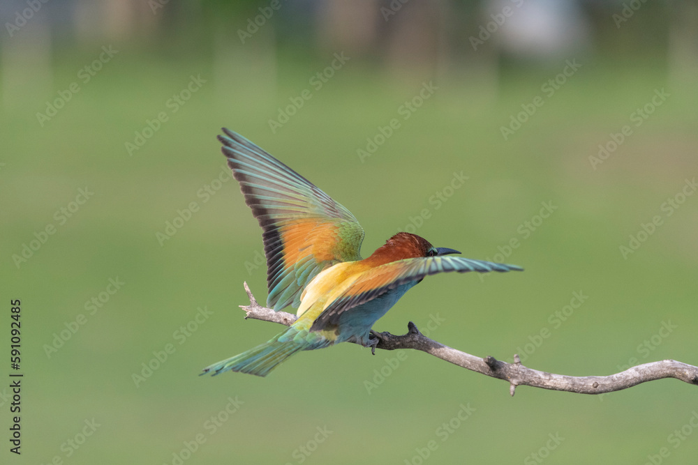 European bee eater (Merops apiaster) European bee eater (Merops apiaster)