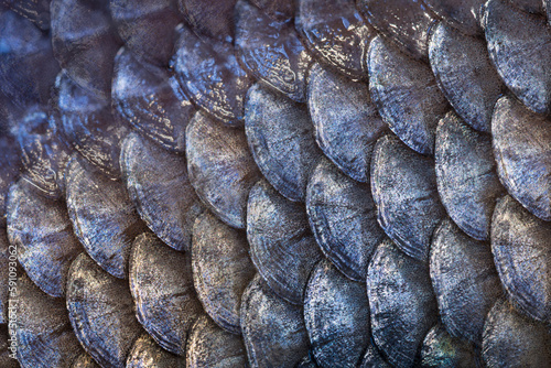 Diagonal pattern of blue fish scales