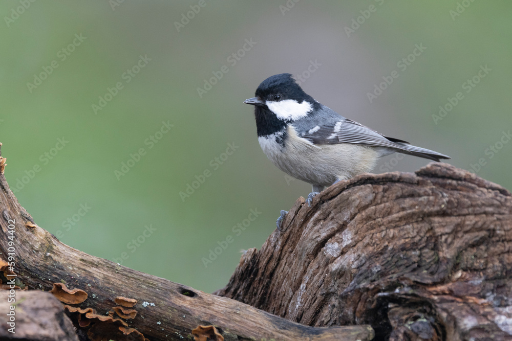 Fototapeta premium Tannenmeise (Periparus ater)