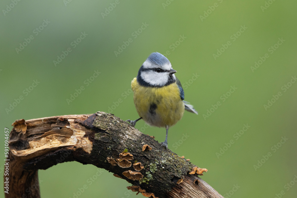 Fototapeta premium Blaumeise (Cyanistes caeruleu)