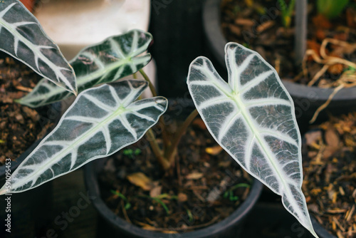 Closeup Alocasia Amazonica Sanderiana in white plastic pots photo