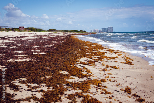 Florida beach covered with atlantic seaweed sargassum