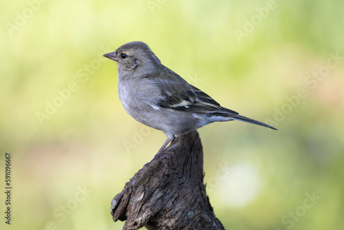 Buchfink (Fringilla coelebs)