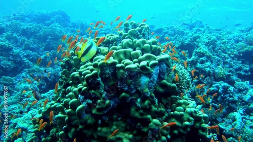 Colony of colorful soft corals and small exotic fishes at the bottom of the Red sea in Egypt, travel concept photo