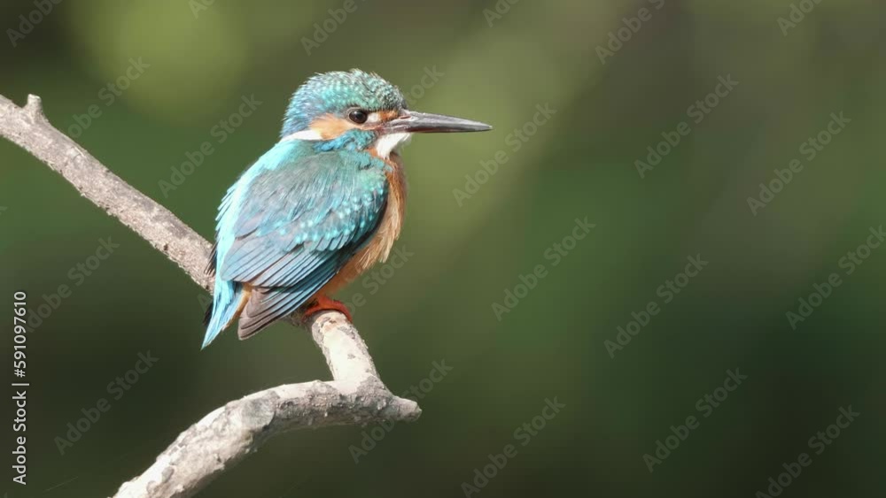 Close up of bird common Kingfisher (Alcedo atthis) standing on the branch, cleaning its body and looking around with blurry green natural background, 4k slow motion footage. Close up of bird common Kingfisher (Alcedo atthis) standing on the branch, cleaning its body and looking around with blurry green natural background, 4k slow motion footage.