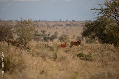 Beautiful landscape in Africa, savanna taken on a safari. beautiful views of Kenya and its animal world. Panorama, sunrise, mountains, clouds and animals in Kenya