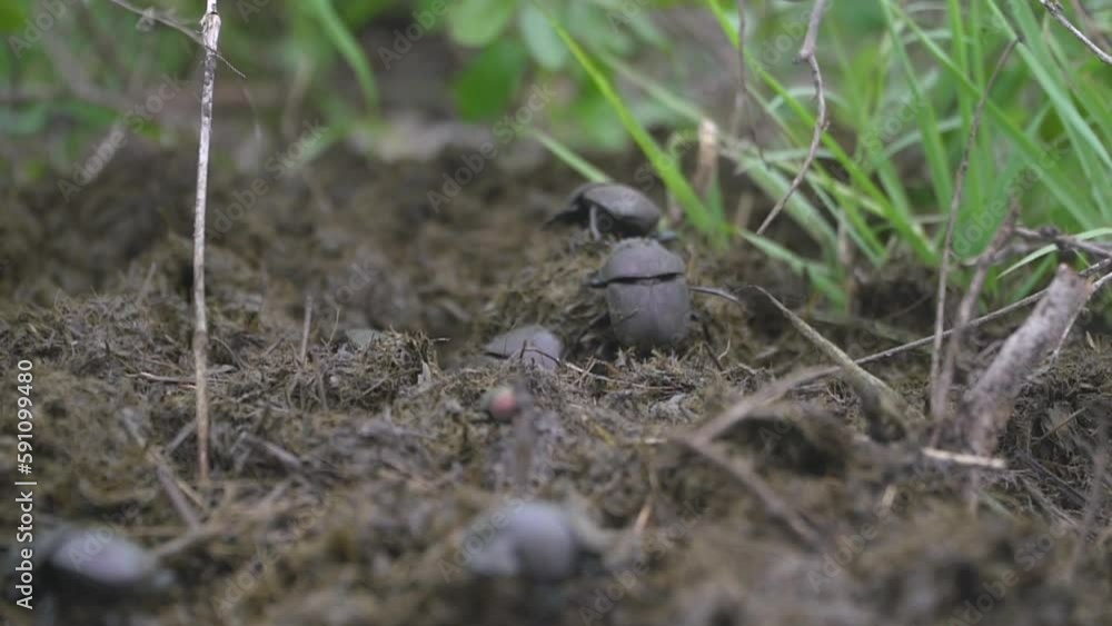 Dung beatles on dirt soil ground in the forest Dung beatles on dirt soil ground in the forest