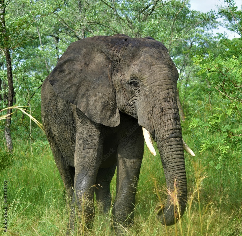 Closeup of a beautiful elephant in a jungle Closeup of a beautiful elephant in a jungle